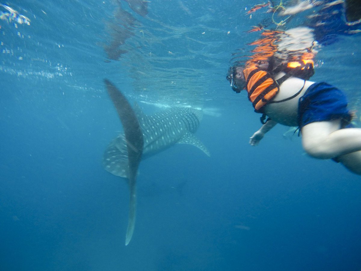2weektrips's tweet image. It's Friday! Treat yourself to a weekend getaway and escape to the island of Cebu. Learn all about swimming with #whalesharks, and jump off a waterfall at #Kawasan. 
buff.ly/2KBlEXJ

Like it? Like and share this post and spread the word!
