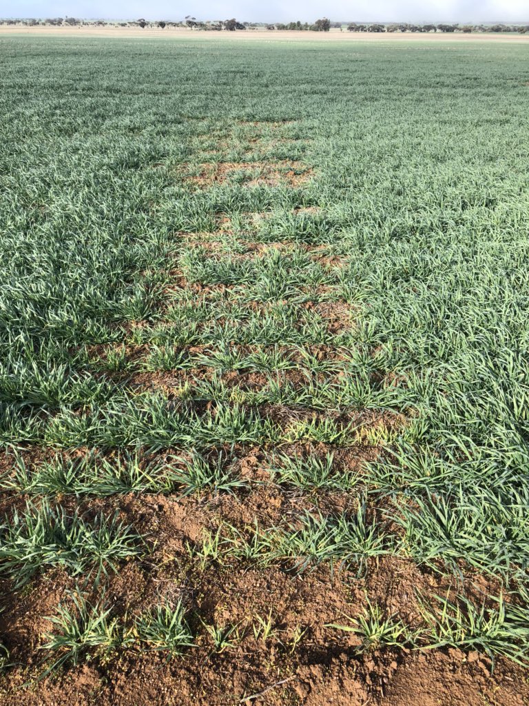 Chris Davey tweet media