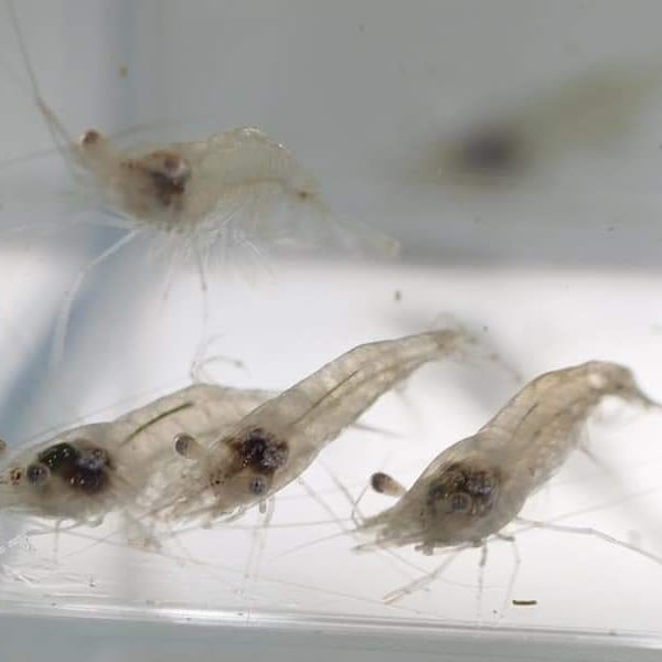 _dasRIFF's tweet image. Lebendfutter eingetroffen!

Wir haben heute wieder ganz frisches Lebendfutter bekommen

- Marine Copepoden 
- Zooplankton
- Artemia
- Lebende Futtergarnelen

#lebendfutter #garnelen #artemia #copepoden