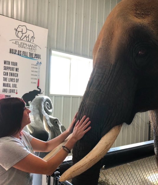 teachbeaty's tweet photo. Hi I'm Andrea a new STEAM teacher from #sd161. This summer I gave an elephant a bath. #ileducatorsrock https://t.co/N9qjxfOqTa