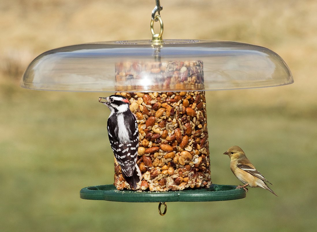 Attract more birds with seed logs. 