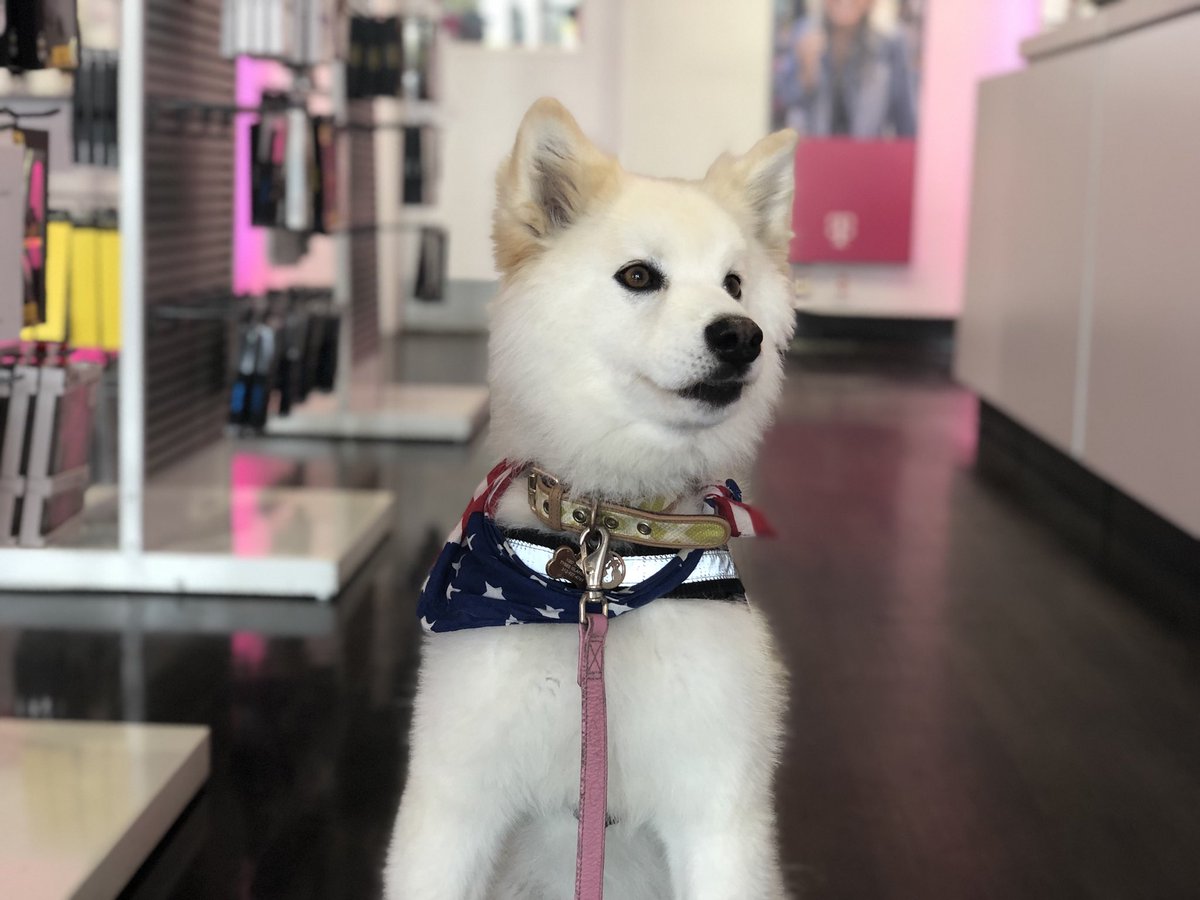 Juice2Good's tweet photo. #tmobile #puppylove #whitefluff https://t.co/6YyzxcRuVh