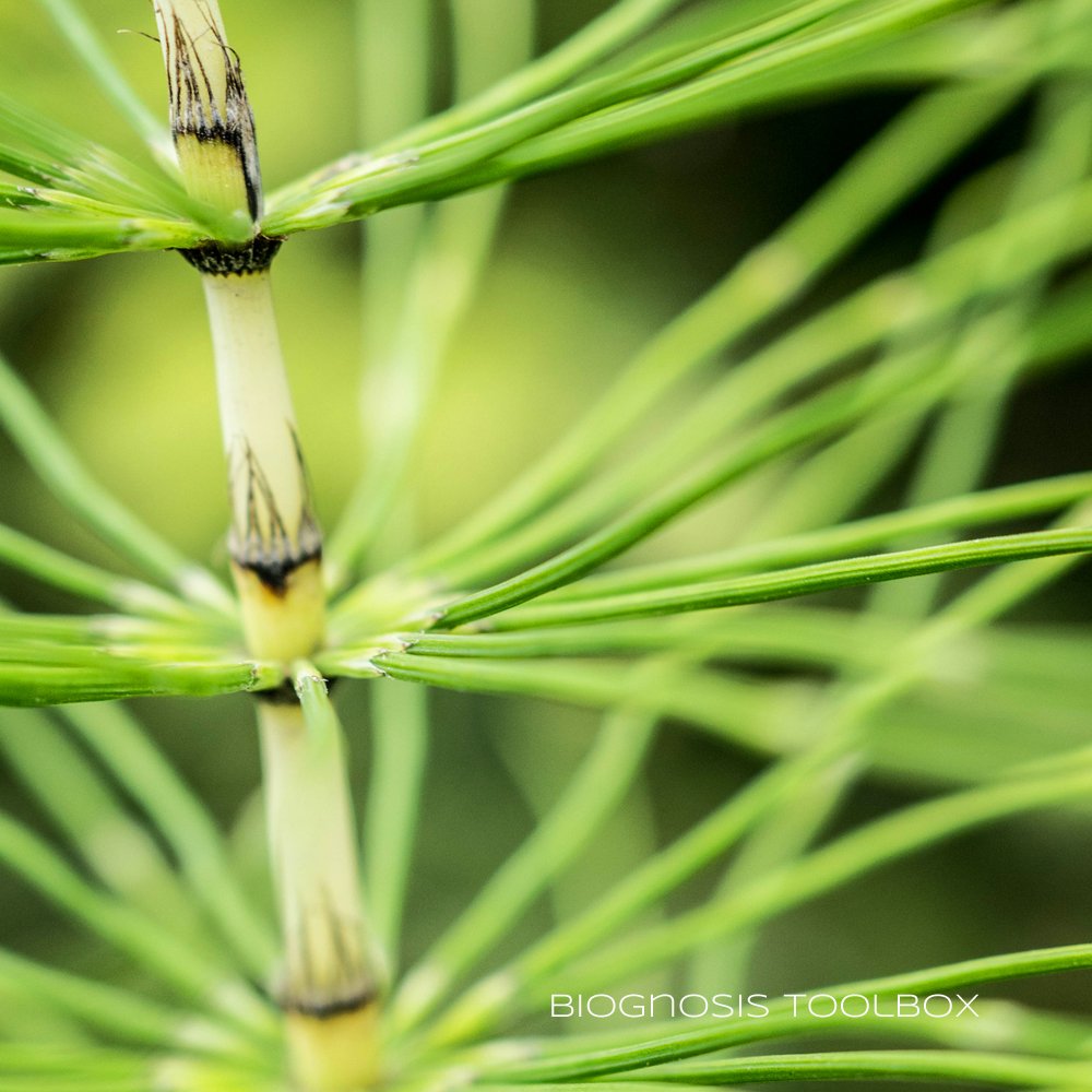 kreaWERFT's tweet photo. My #Biognosis #Tools are not only about #animals. It's about #plants, too.
#StingingNettle --> ingenious #needle #design
#PuzzleGrass --> fascinating #construction design
#PassionFlower --> impressive #self #stabilizing #strucure features
There's so much out there 💚 https://t.co/4WPxBGTjLH