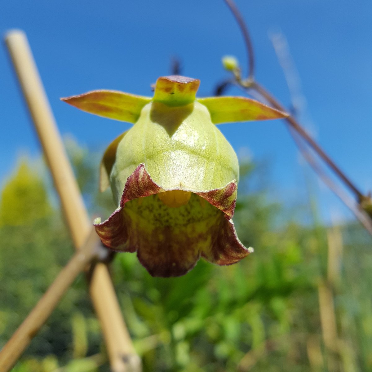 PlantPref's tweet photo. Codonopsis lanceolata

#codonopsis #codonopsislanceolata #perennial #hardyplants #climbingplant #climber #greenflowers #spottyflower https://t.co/7EJsTzodem