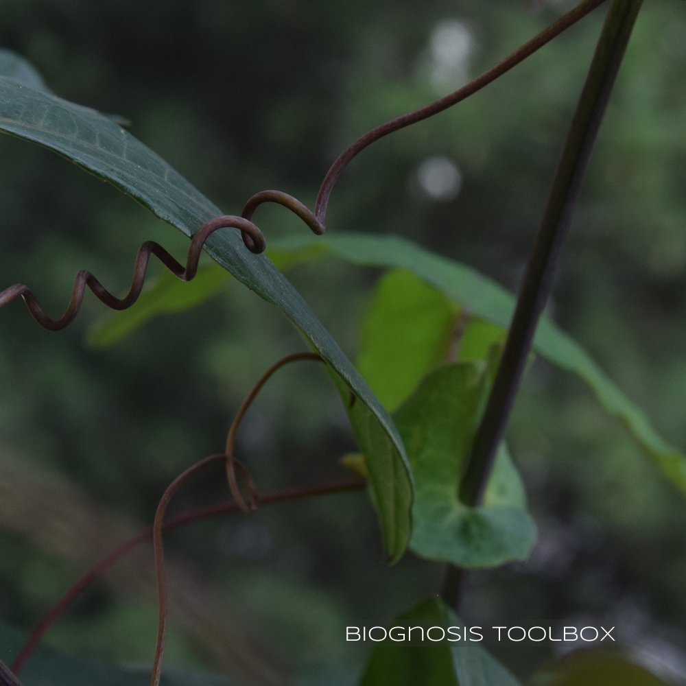 kreaWERFT's tweet photo. My #Biognosis #Tools are not only about #animals. It's about #plants, too.
#StingingNettle --> ingenious #needle #design
#PuzzleGrass --> fascinating #construction design
#PassionFlower --> impressive #self #stabilizing #strucure features
There's so much out there 💚 https://t.co/4WPxBGTjLH