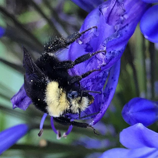 farnia22's tweet photo. Sleeping one off... #thechroniclesoffarnia #thingssoamazeme #makemagic #bee #sleep #agapanthus #tipsy #macro #macrophotography #macroclique #macrobrilliance #macroperfection #macros https://t.co/beMpAhCbk2 https://t.co/bxgbYW4zJD