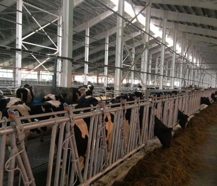 животновод 6. авария в перелюбском районе. племзавод кехта. роботизация животноводства. ферма грин агро сахалин.