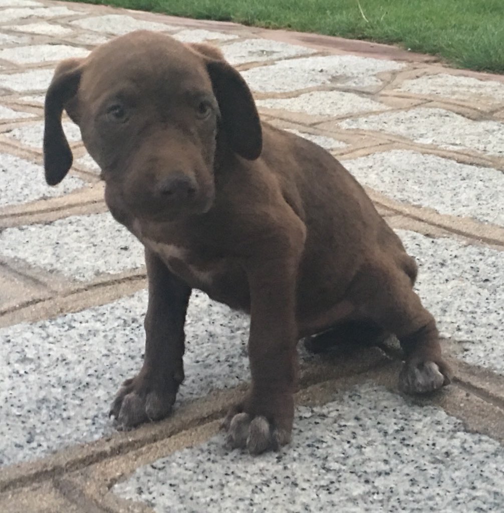 Luciays_91's tweet photo. 🔴⚫️⚫️URGENTE⚫️⚫️🔴
Se necesita acogida o adopcion urgente para estas dos preciosidades. El marrón es macho y la gris hembra, si madre es mestiza de Alano. Tienen mes y medio y están en #Navalperal (#Ávila)
Contacto: yo misma
¡¡¡¡. ¡¡¡¡Difusión!!!! https://t.co/4n40CZwwhR