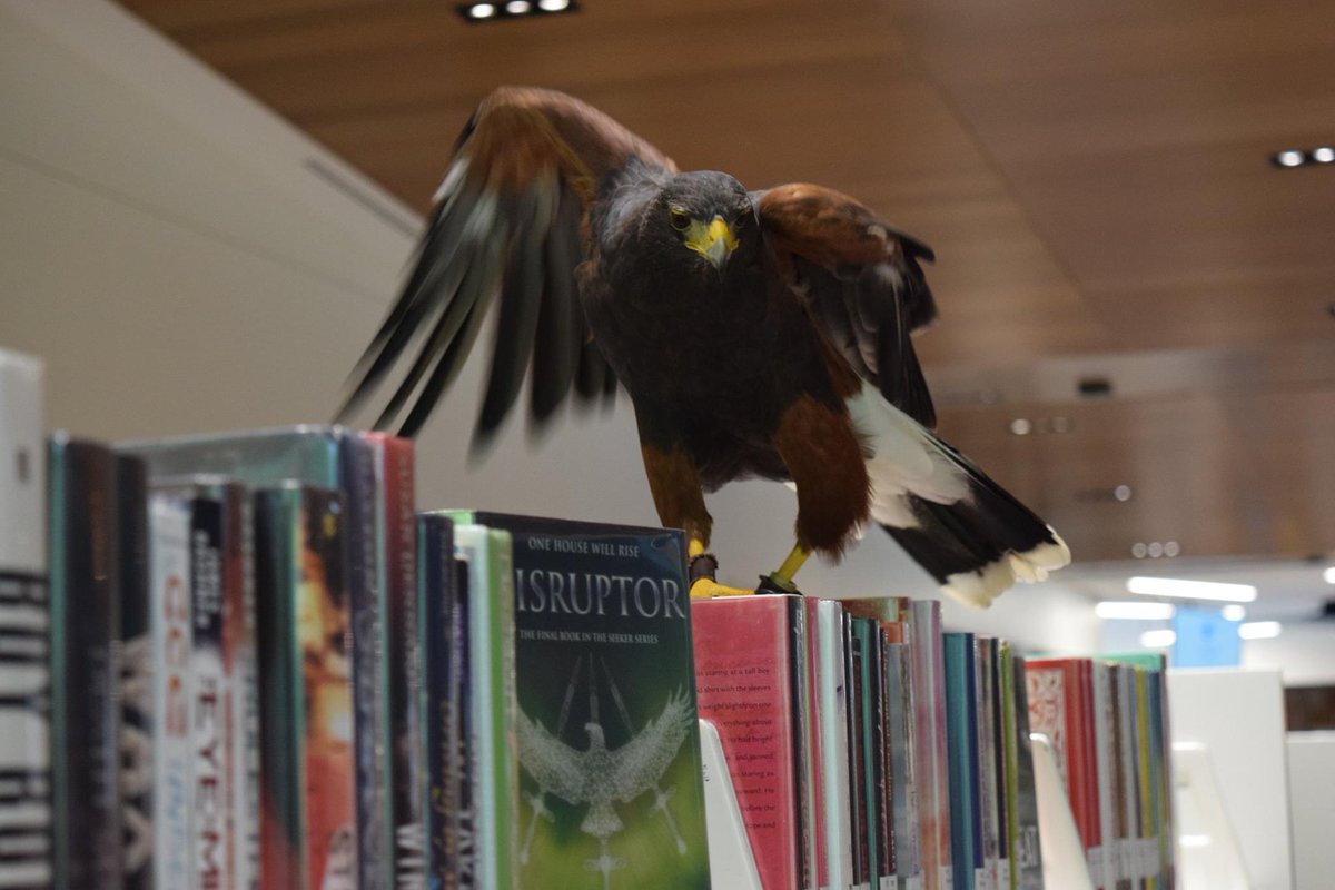 LissaMonster's tweet photo. @arwenelysdayton I took this photo at Richland Library Ballentine in South Carolina. The Center For Birds Of Prey in Awendaw, SC, came to our library to do a program earlier this week. They brought this Harris Hawk, which decided to land very appropriately! https://t.co/lA9U7Rvvm6