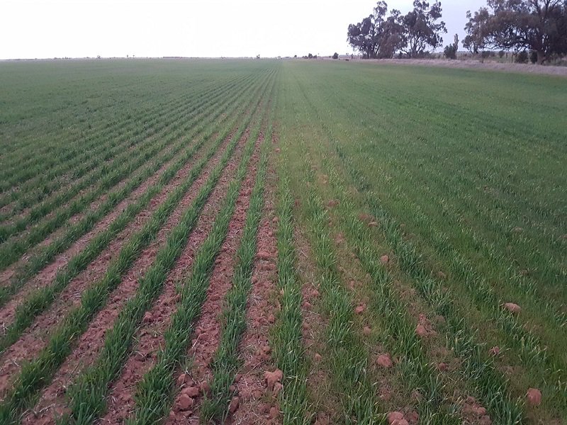 Cropsmart's tweet photo. An interesting spray trial in the Swan Hill region:

Left: Sprayed 1.5L Trifluralin &amp; 3L Prosulfocarb
 
Right: Not sprayed 

This Spartacus Barley was bone dry when sprayed and received 10mm 15 days later. #ryegrass #control #cleancrop https://t.co/9SeqI6teaV