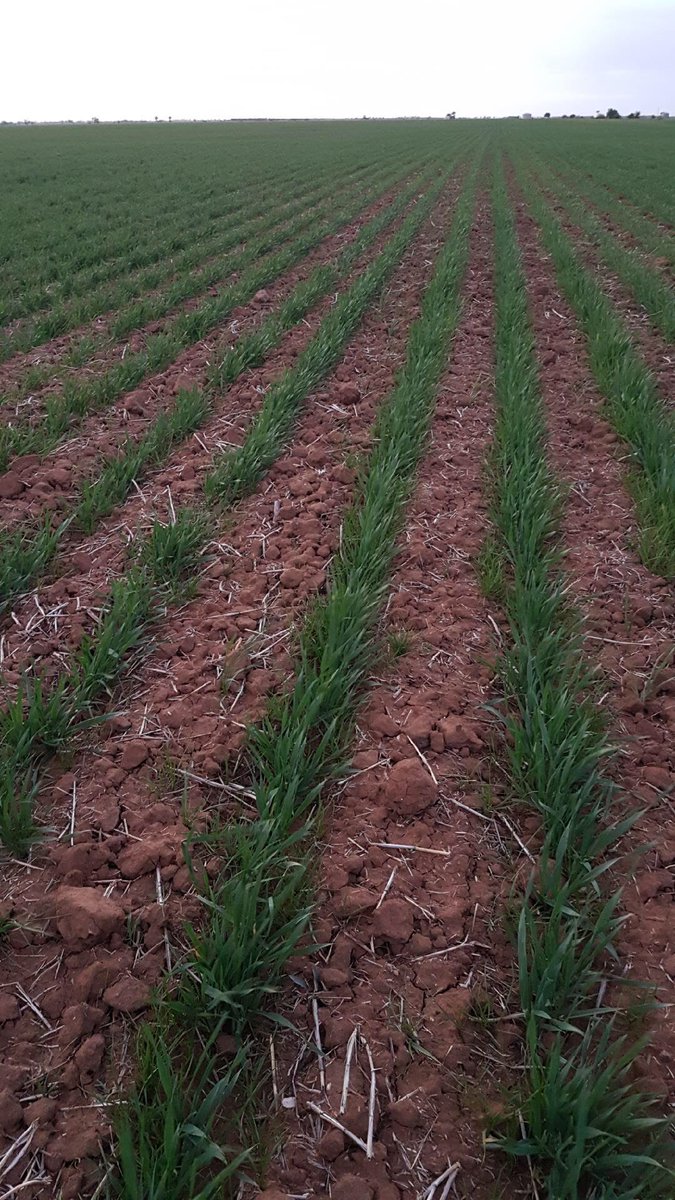 Cropsmart's tweet photo. An interesting spray trial in the Swan Hill region:

Left: Sprayed 1.5L Trifluralin &amp; 3L Prosulfocarb
 
Right: Not sprayed 

This Spartacus Barley was bone dry when sprayed and received 10mm 15 days later. #ryegrass #control #cleancrop https://t.co/9SeqI6teaV