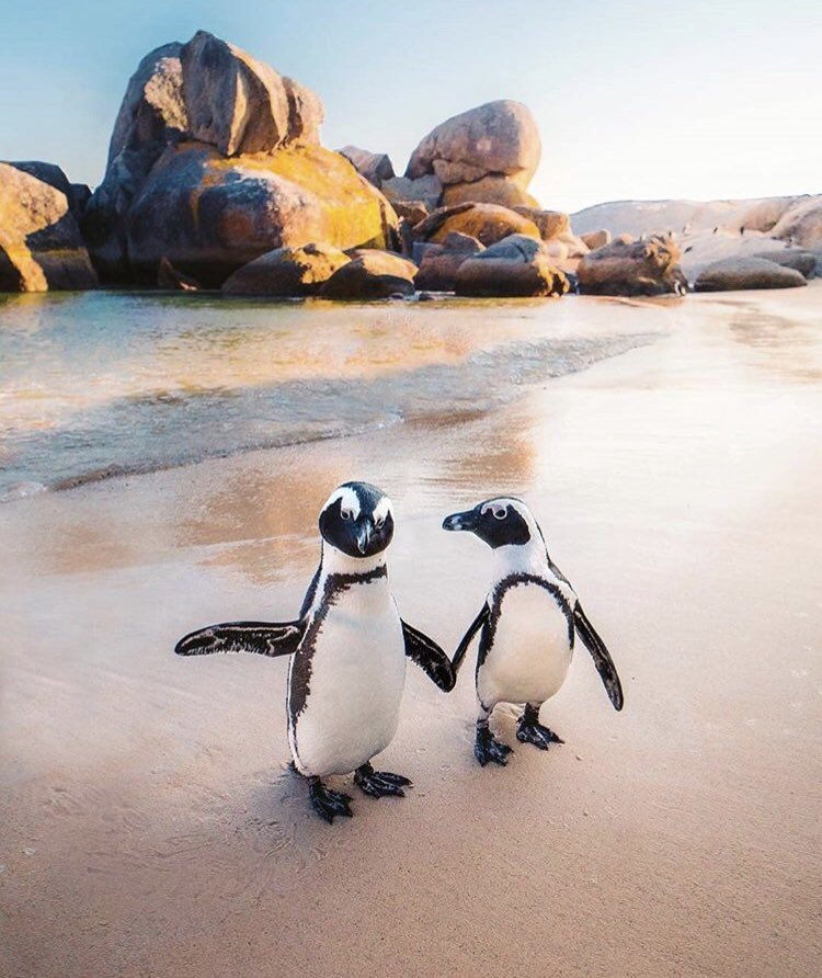 The weekend is fast approaching! Find your Penguin on the Date A Tradie App... ❤️

<a href="/DateATradieApp/">DateATradieApp</a>
📷: <a href="/emmett_sparling/">Emmett Sparling</a>

instagram.com/p/Bl_5CJeAsFM/