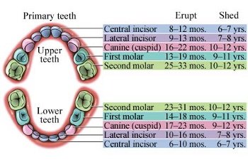TheDentalFocus's tweet image. When do baby teeth come in?
#teethingchart #babyteeth #baby #babies #children #childrenshealth #teeth #tooth #dentist #Dental
thedentalfocus.com/when-do-baby-t…