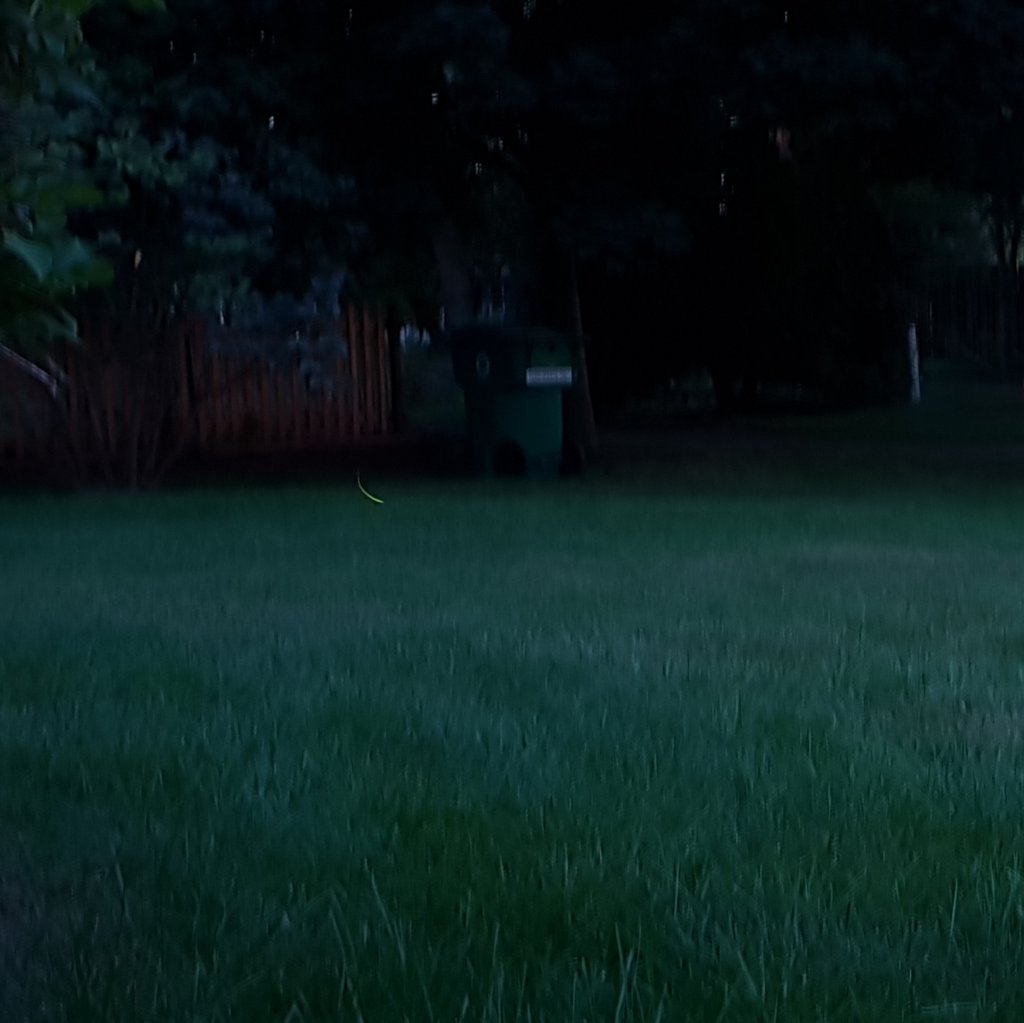 Fireflies Hashtag On Twitter
