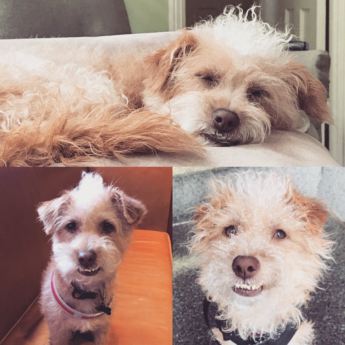 mohowley's tweet photo. Rose McNugget is celebrating her first year in Boston! Thank you @Paws4Survival for rescuing this nugget from the beach! She loves her furever home ... but still claims no one told her about winter! @theurbanhound #luckydogbeaconhill 
#adoptdontshop #satodog #sato https://t.co/R3EXFwuSgl