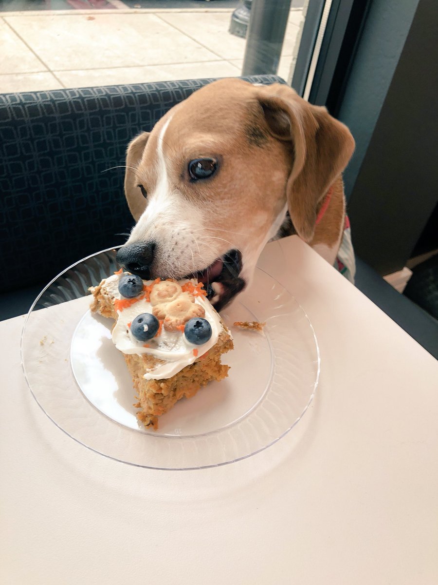 Pic of my dog living her best life while simultaneously devouring her pupcake 🐾🍰 #BirthdayPawty #Beagle #Dog #Cake