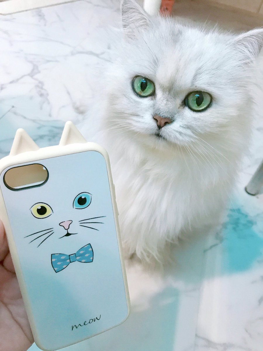 Nana Sur Twitter 世界最強 と話題の Ijoy の Iphoneケース 車に轢かれても割れないらしい こんなに可愛い ねこ耳ケースを発見 白猫 白猫 Idress Suncrest サンクレスト スマホケース チンチラシルバー チンチラシルバーの会 ねこ好きさん Nana Sur Twitter 世界最強 と話題の Ijoy の Iphoneケース 車に轢かれても割れないらしい こんなに可愛い ねこ耳ケースを発見 白猫 白猫 Idress Suncrest サンクレスト スマホケース チンチラシルバー チンチラシルバーの会 ねこ好きさん