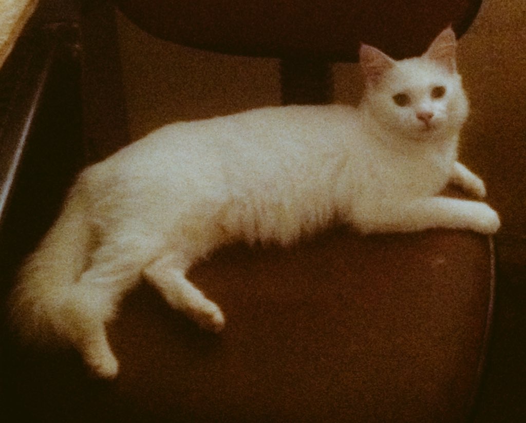 Angela_Oak's tweet photo. @JacksonGalaxy 🙋🐈🐈🐈❤️❤️❤️ look at my babies!! 😍👍🏻 https://t.co/7oL6yuIaKt