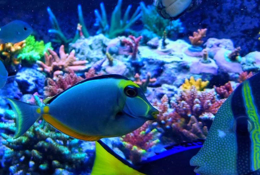 BudmansCorals's tweet image. Little guy meet big guy. 😯