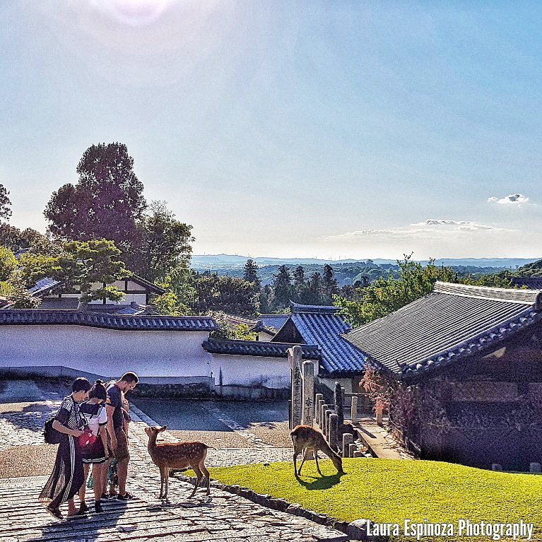 MissLE66's tweet photo. Part of Todai-ji Buddhist temple
Nara,Japan
#todaijitemple #todaijinara #buddhisttemple #temples #japanesetemple #naratemples #theview #naraphotography #sightseeing #narasightseeing #japantrip https://t.co/kWxQfX8ghP