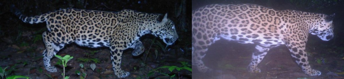 Rebecca L. Wooldridge tweet media