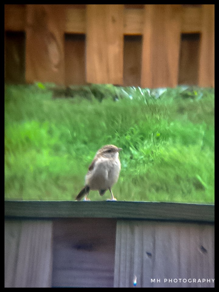 Carolina Wren 8/2/18