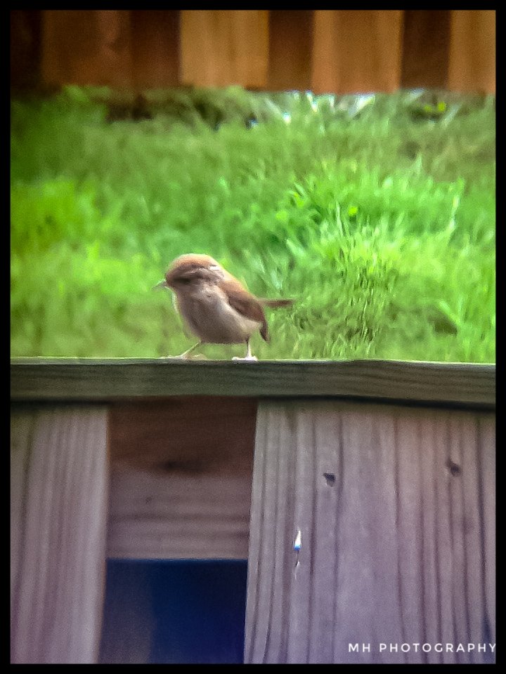 Carolina Wren 8/2/18