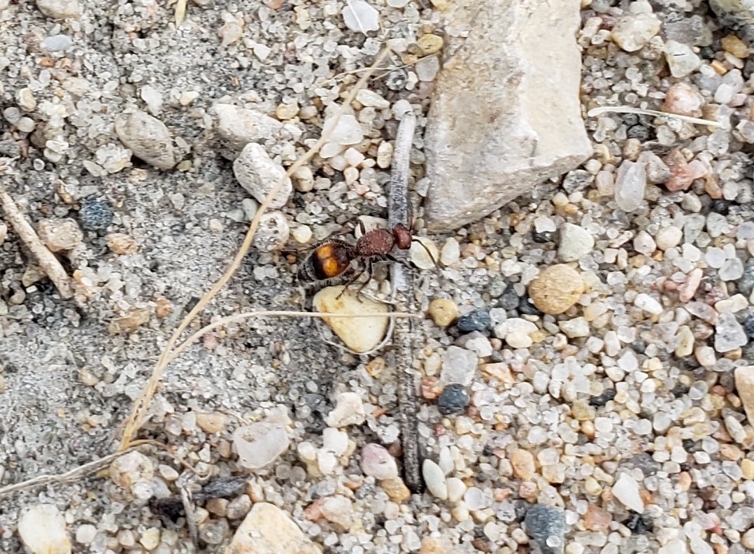 AntsCanada on Twitter: "This is a wingless wasp. Don't ...