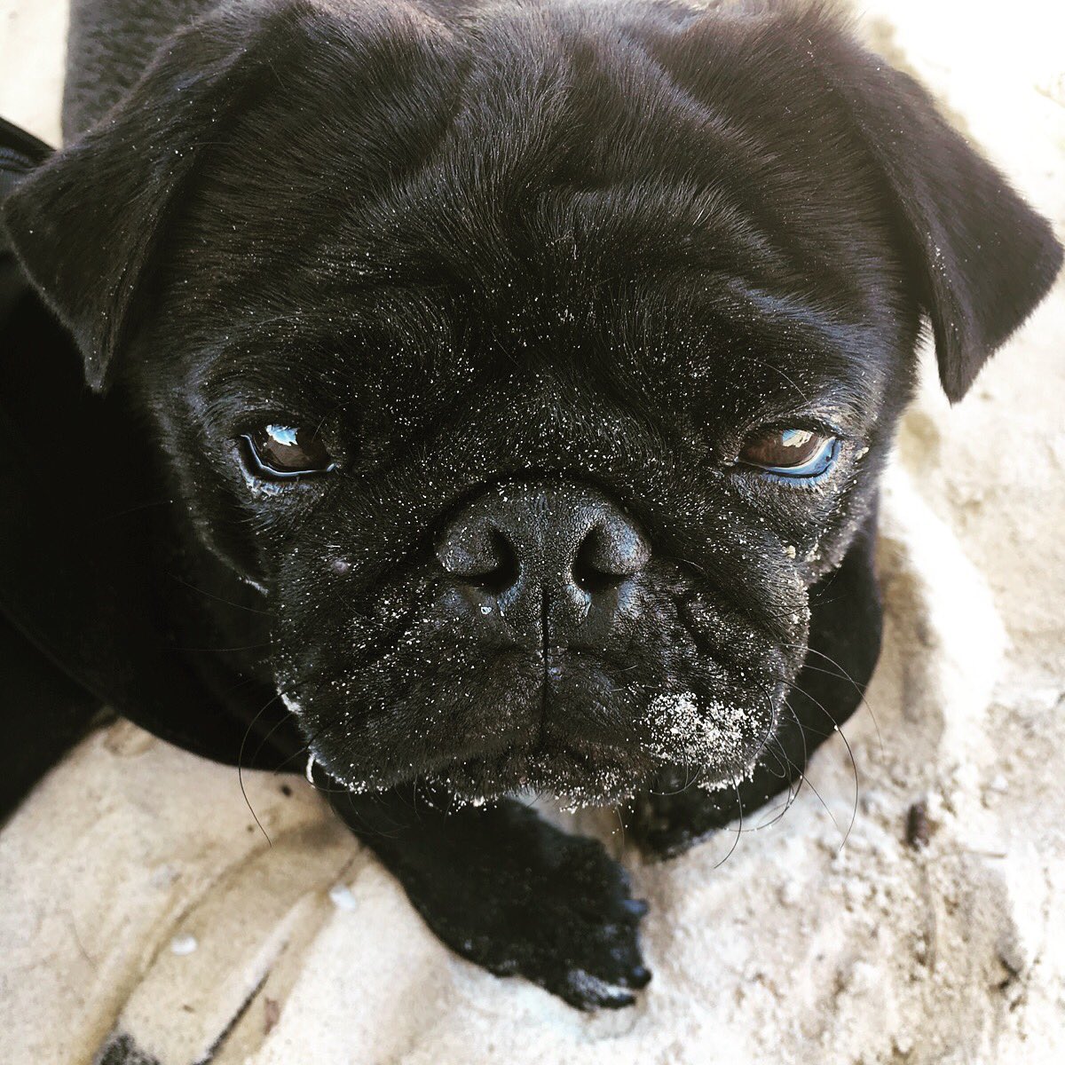 Mariothepug's tweet photo. Dear Trump, fuck you. Love, Mario https://t.co/NAwozClhWn