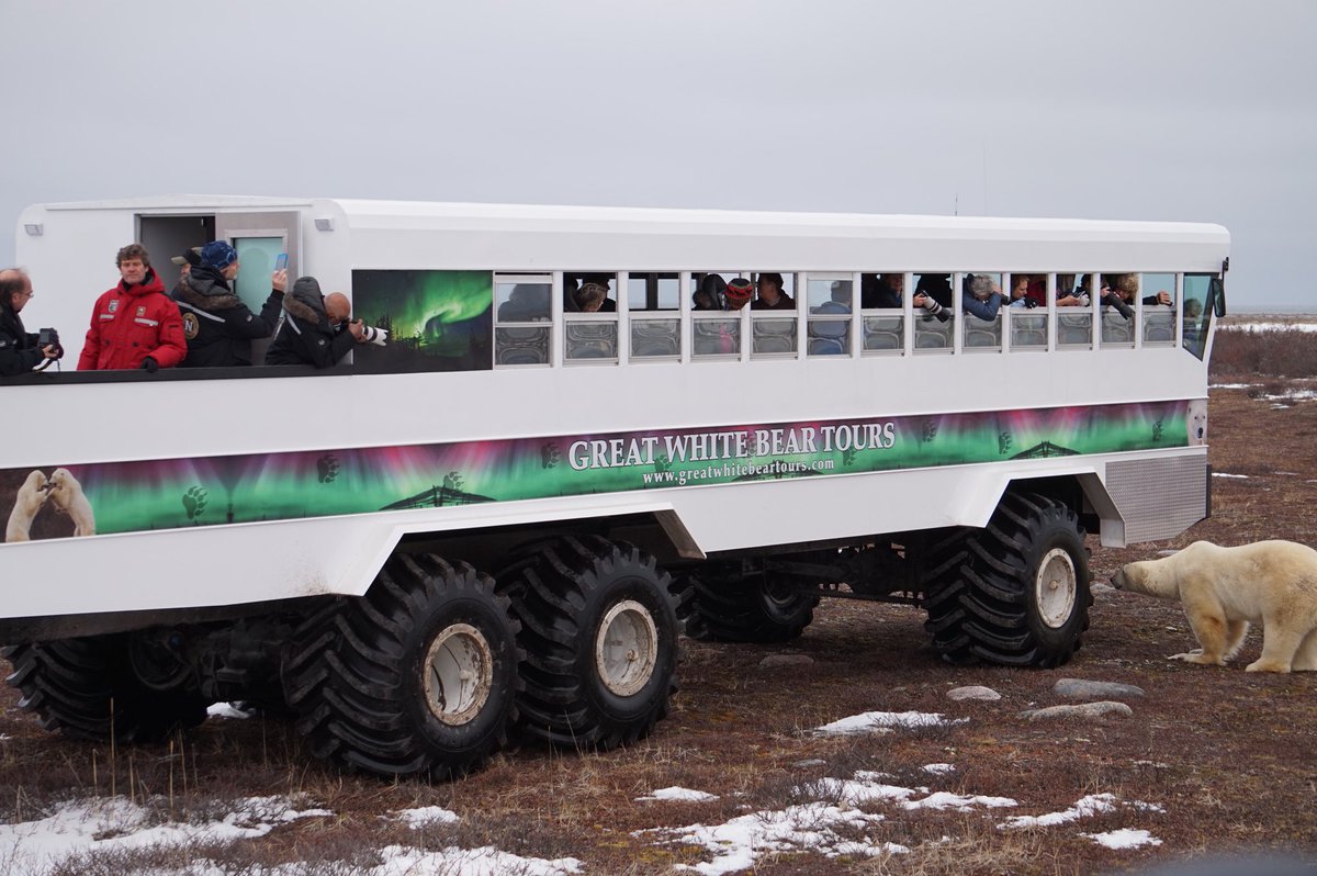 Great White Bear Tours Inc. (@GWBT_Churchill) | Twitter