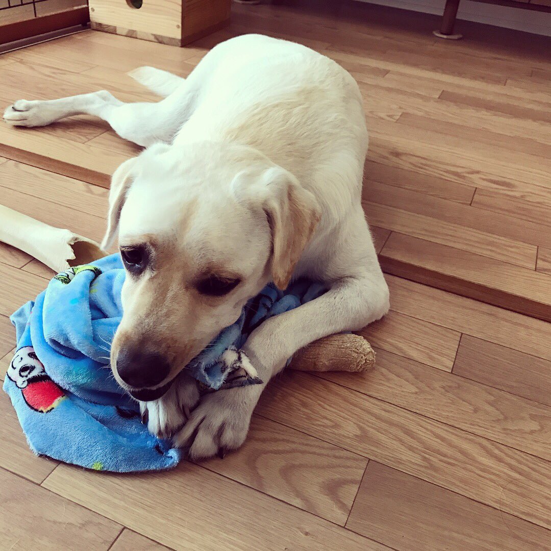 ラブラドール ゆったん おいしくないのにブランケットを食べてこちらの反応を伺う 最後はふて寝 本当はかまってほしい ラブラドールレトリバー ラブラドール たれみみ 犬 イエローラブ パピー顔 かわいい 래브라도리트리버 大型犬のいる生活