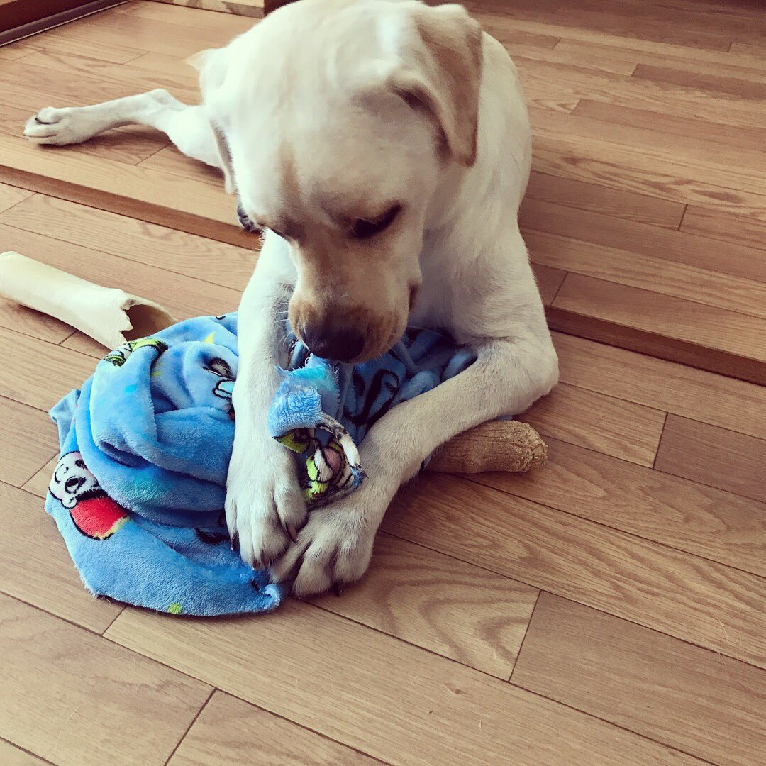 ラブラドール ゆったん おいしくないのにブランケットを食べてこちらの反応を伺う 最後はふて寝 本当はかまってほしい ラブラドールレトリバー ラブラドール たれみみ 犬 イエローラブ パピー顔 かわいい 래브라도리트리버 大型犬のいる生活