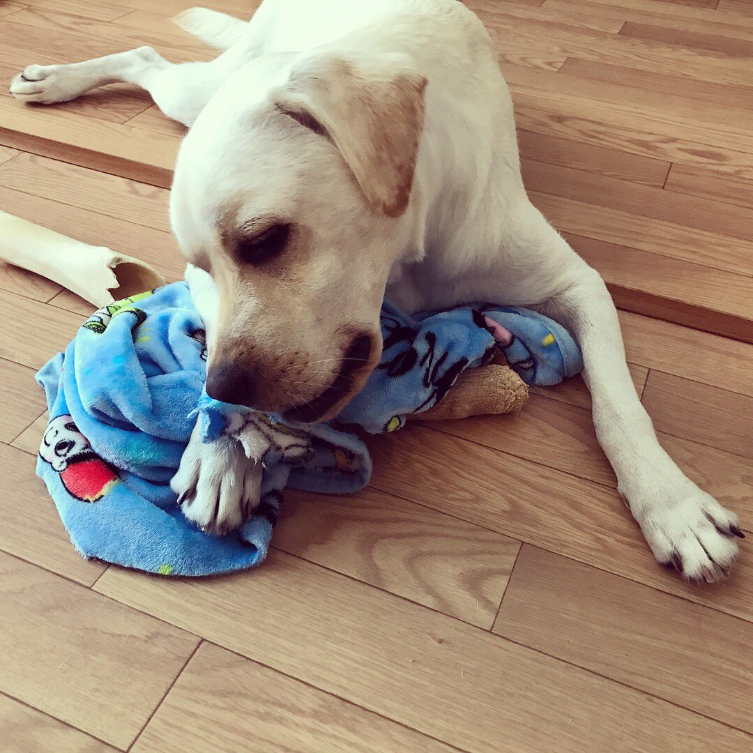 ラブラドール ゆったん おいしくないのにブランケットを食べてこちらの反応を伺う 最後はふて寝 本当はかまってほしい ラブラドールレトリバー ラブラドール たれみみ 犬 イエローラブ パピー顔 かわいい 래브라도리트리버 大型犬のいる生活