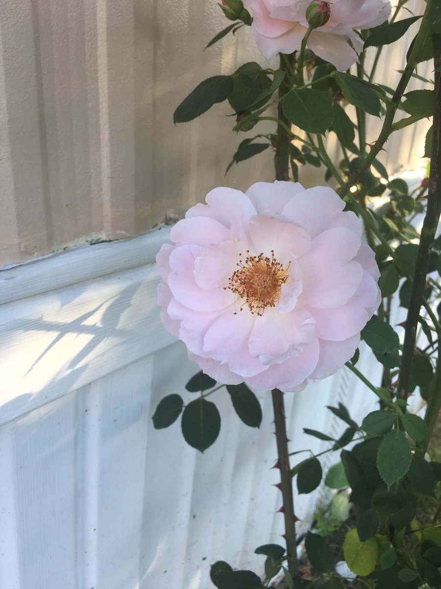 PourriPrincess's tweet photo. Soft and pink ❣️ https://t.co/qVKkqpGs0k