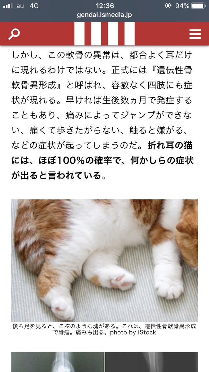 さやまめ Ar Twitter スコティッシュフォールドのスコ座りは脚の痛みを和らげるための仕方ない姿勢だったのね 体が痛いから大人しくていい子のように人間の目には映ると 人間のエゴ酷すぎだな