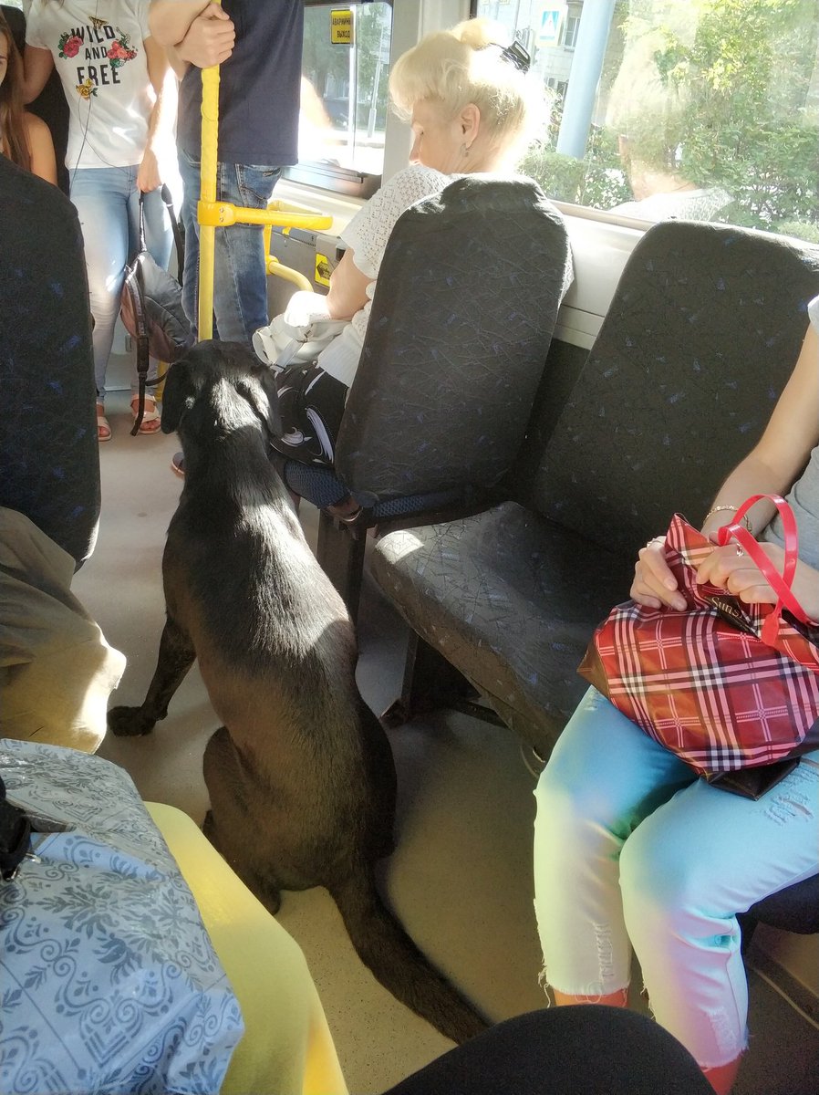 Max2Be's tweet image. Собака просто зашла в маршрутку и доехала до бакинской.бесплатно.