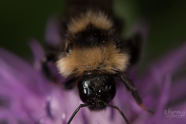 commandernormy's tweet photo. Bimblebee
#bumblebee #big #sitting #flower #small #insect #loveit #eyes #yellow #photooftheday #pictureoftheday #awsome_macro #photography #nikon_photography #macrophotography #makrofotografie #macrovision #nikond5600 #sigma105mm 📷Nikon D5600 (Sigma … https://t.co/JNd0ITnd0a https://t.co/LOZpDlZjqH