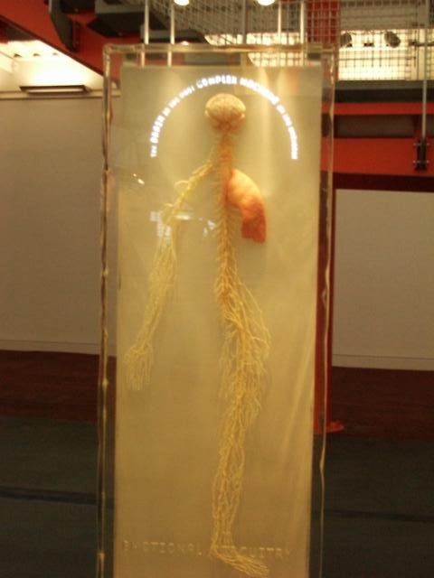 Around the Body Zone were various installations, such as anatomical models encased in perspex blocks, and interactive kiosks. Like the rest of the dome, the sponsor& #39;s influence was in full sway here, to the ire of some guests.