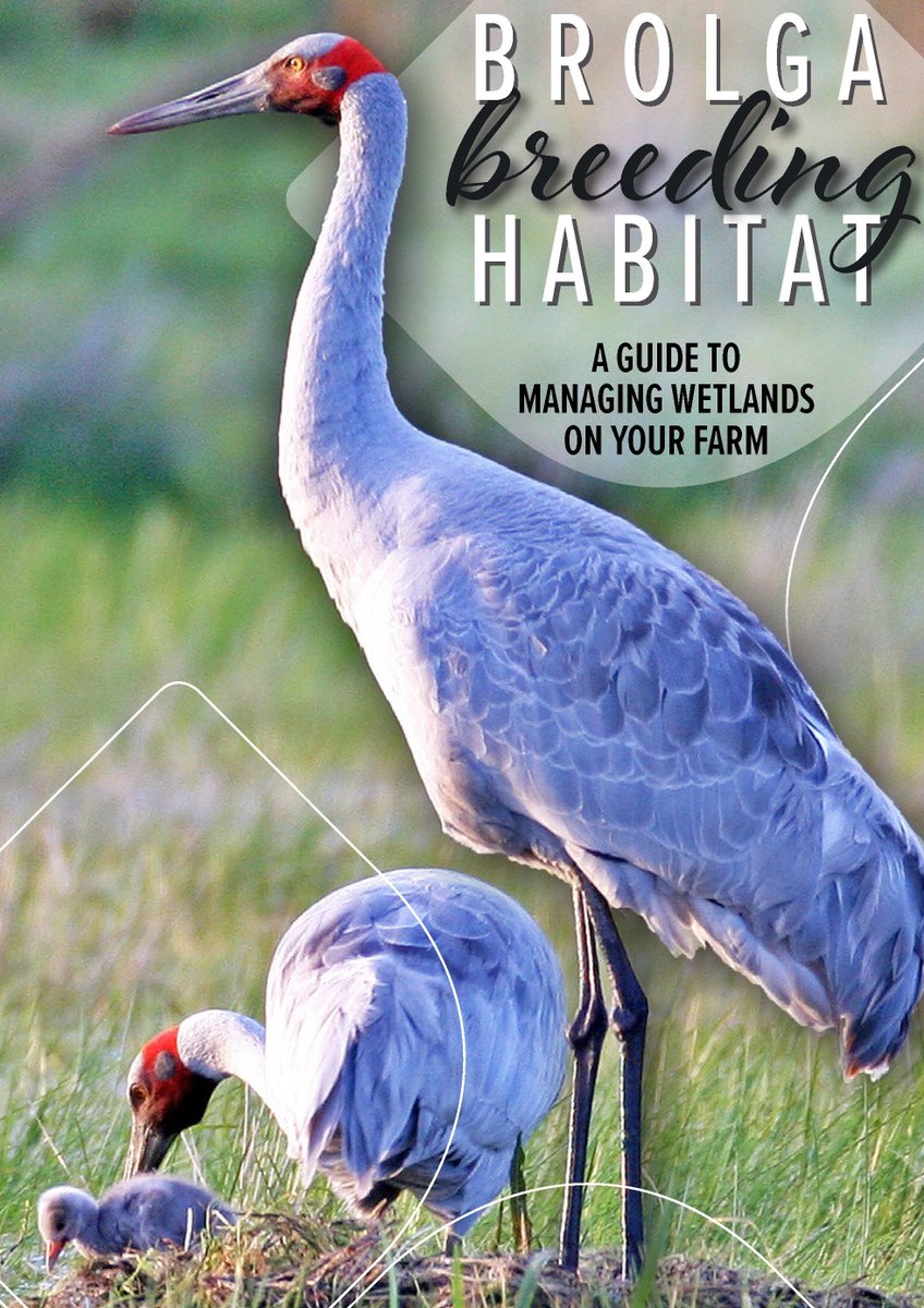 Brolga Breeding Habitat Guide: Booklet Launch &amp; Author Talk with <a href="/Matt_HerringOz/">Matt Herring</a>  at Corowa NSW, on 29th August 2018.  Free tickets available at eventbrite.com.au/e/brolga-breed…  <a href="/MLLSEnviro/">Murray LLS Enviro</a>