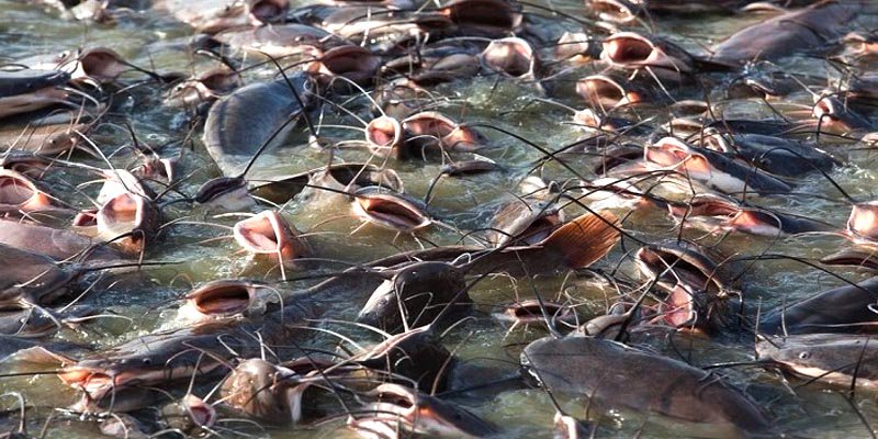 Panduan Cara Ternak Lele yang Baik Dan Benar Step by Step
sawonbudidaya.com/2018/07/29/car…