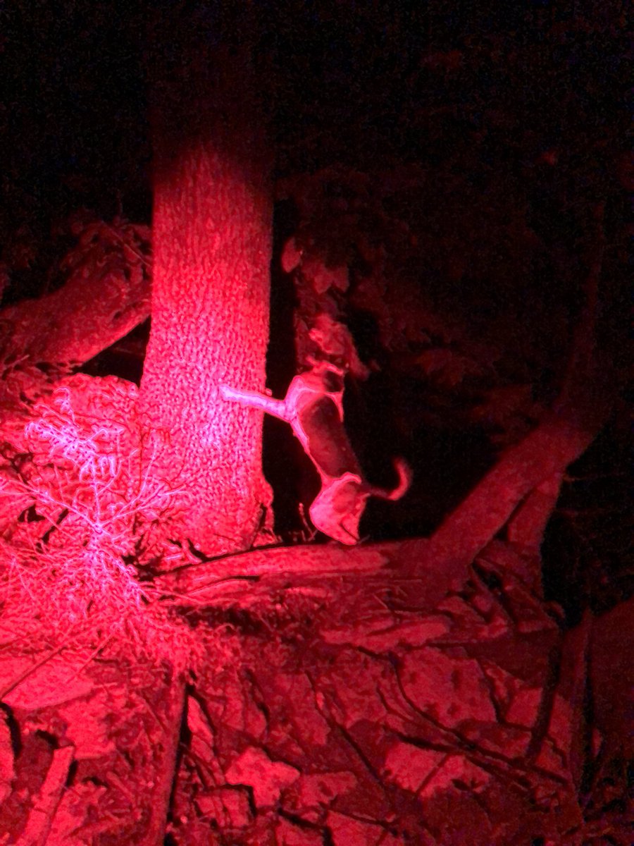 hallaaron81's tweet photo. Penny looking good tonight. 3 for 3! #TreeHuggers #treeingwalker #coonhunter https://t.co/VoESkrO857