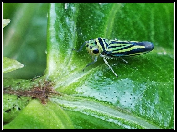 BodhanaAnanda's tweet photo. #ILovePhotography
#PhotoCapturer📷 #TinyInsects #Grasshopper #ILoveMacroPhotography #AmateurPhotography
#MacroPhotography #ShotOnOnePlus #OnePlus5 #Pixlr https://t.co/3wwUZnpwIx