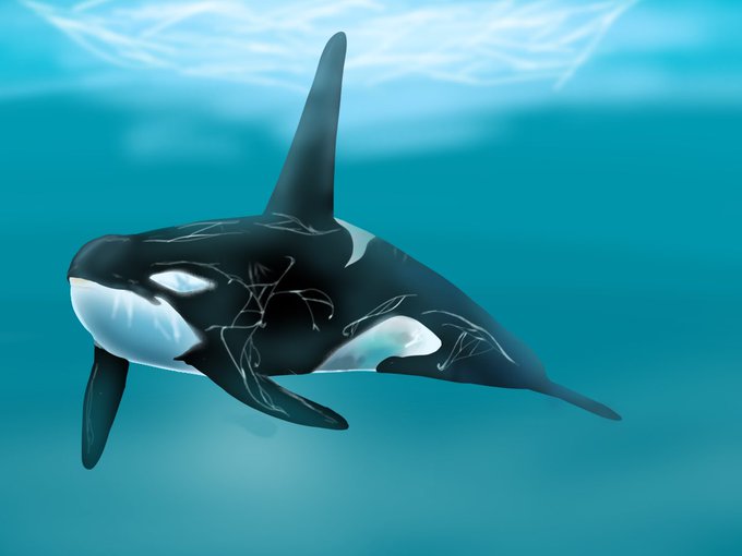 シャチのtwitterイラスト検索結果 古い順