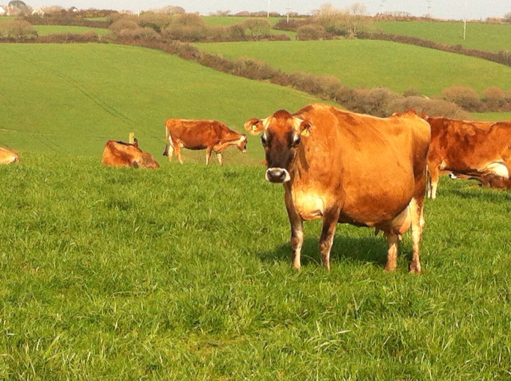 roselandkennels's tweet photo. @HertsFarmer @Sarahbellagri @woodboroughpark This could turn into a county competition #showoffyourlandscape 
#tagthreefriends 
@cvfarming @Longwool @AthwennaWMN https://t.co/FSiJ1aijG4
