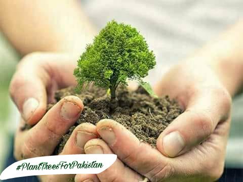 'اس یوم_آزادی پر جھنڈیاں خریدنے کی بجائے درخت خرید کر لگائیں،اس طرح ماحولیاتی مسائل سے بھی بچا جاسکتا ھے اور قومی پرچم (جھنڈیوں) کی بے حرمتی بھی نہیں ہوگی۔
@iqrarulhassan @WaseemBadami
#IndependenceDay 
#PlantTreesForPakistan