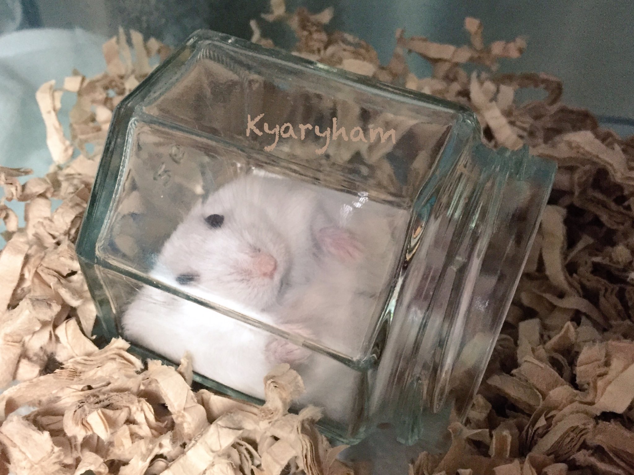 きゃりはむ Pechiko 暑い夏をハムスターの面白い画像でのりきろう T Co Gdjlqfrocw Twitter