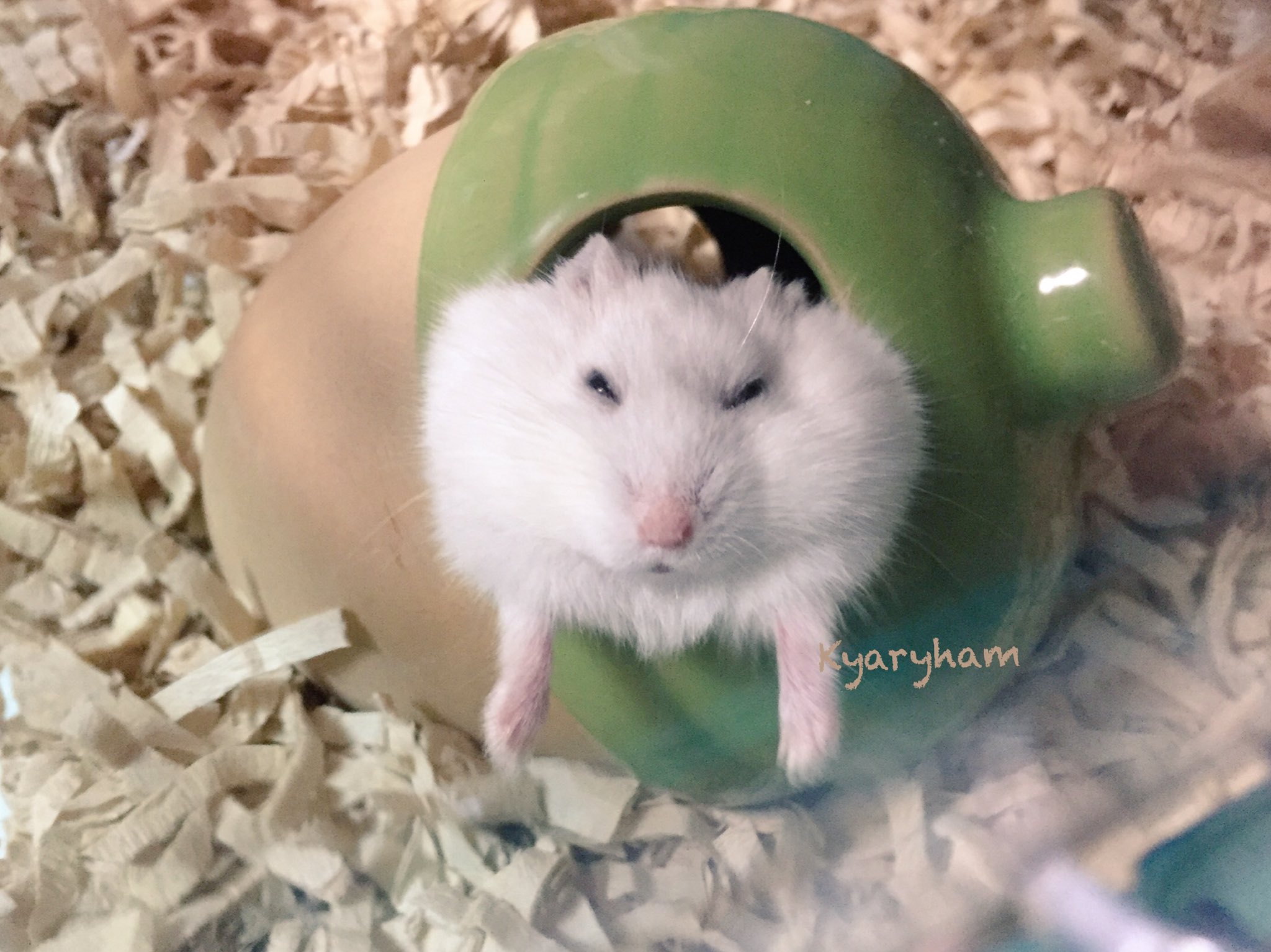 きゃりはむ Pechiko 暑い夏をハムスターの面白い画像でのりきろう T Co Gdjlqfrocw Twitter