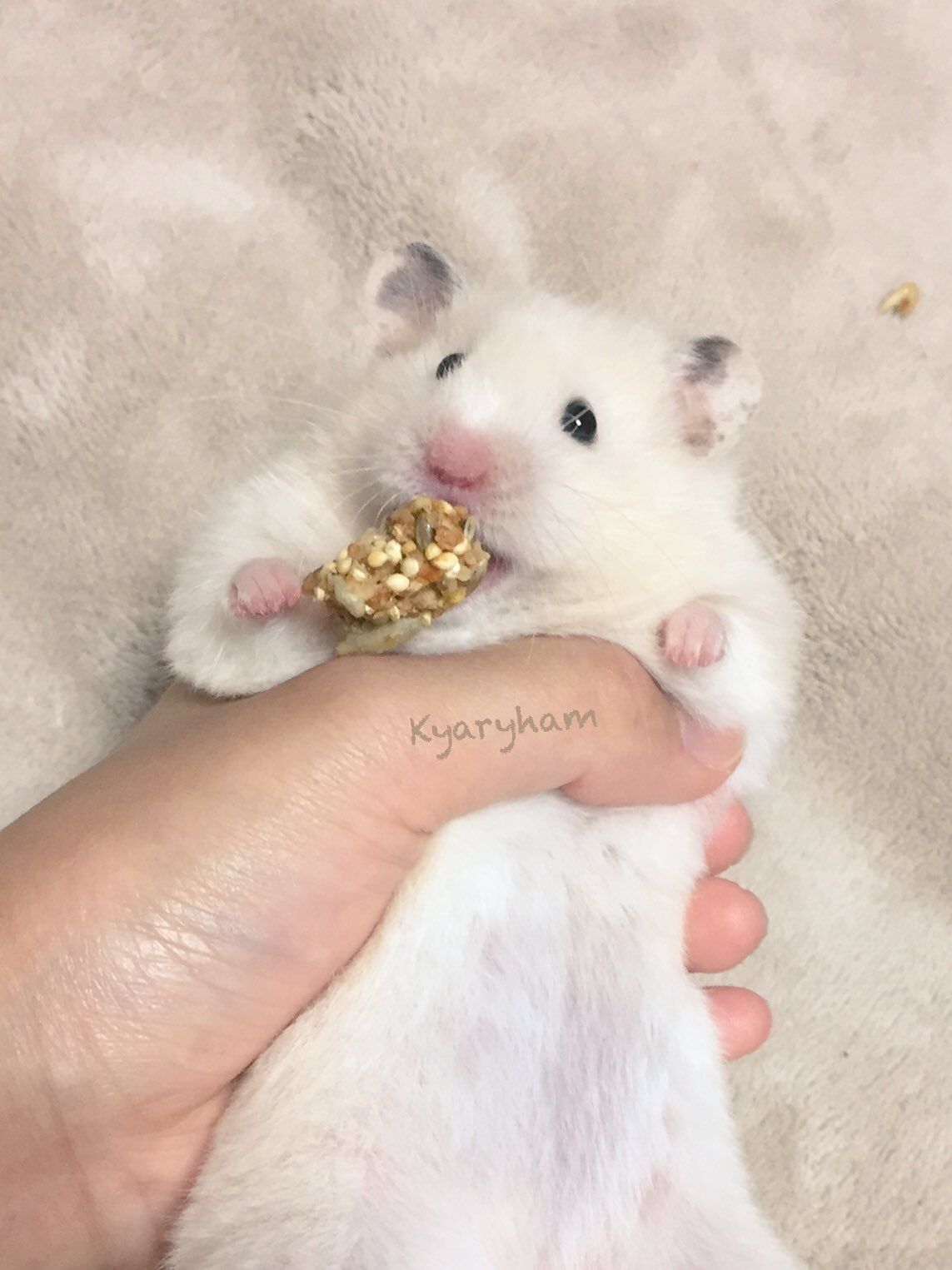 きゃりはむ Pechiko 暑い夏をハムスターの面白い画像でのりきろう T Co Gdjlqfrocw Twitter