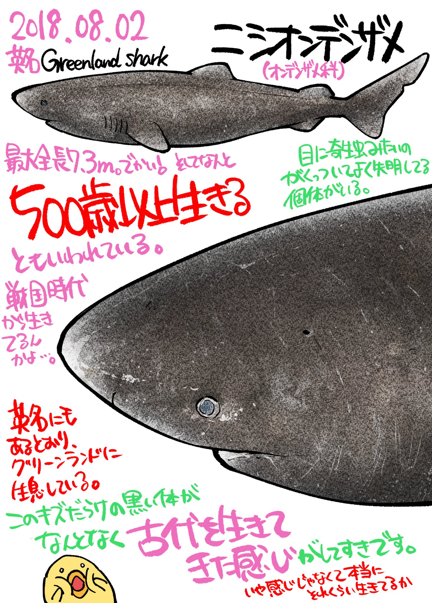 サメ図鑑 Twitter
