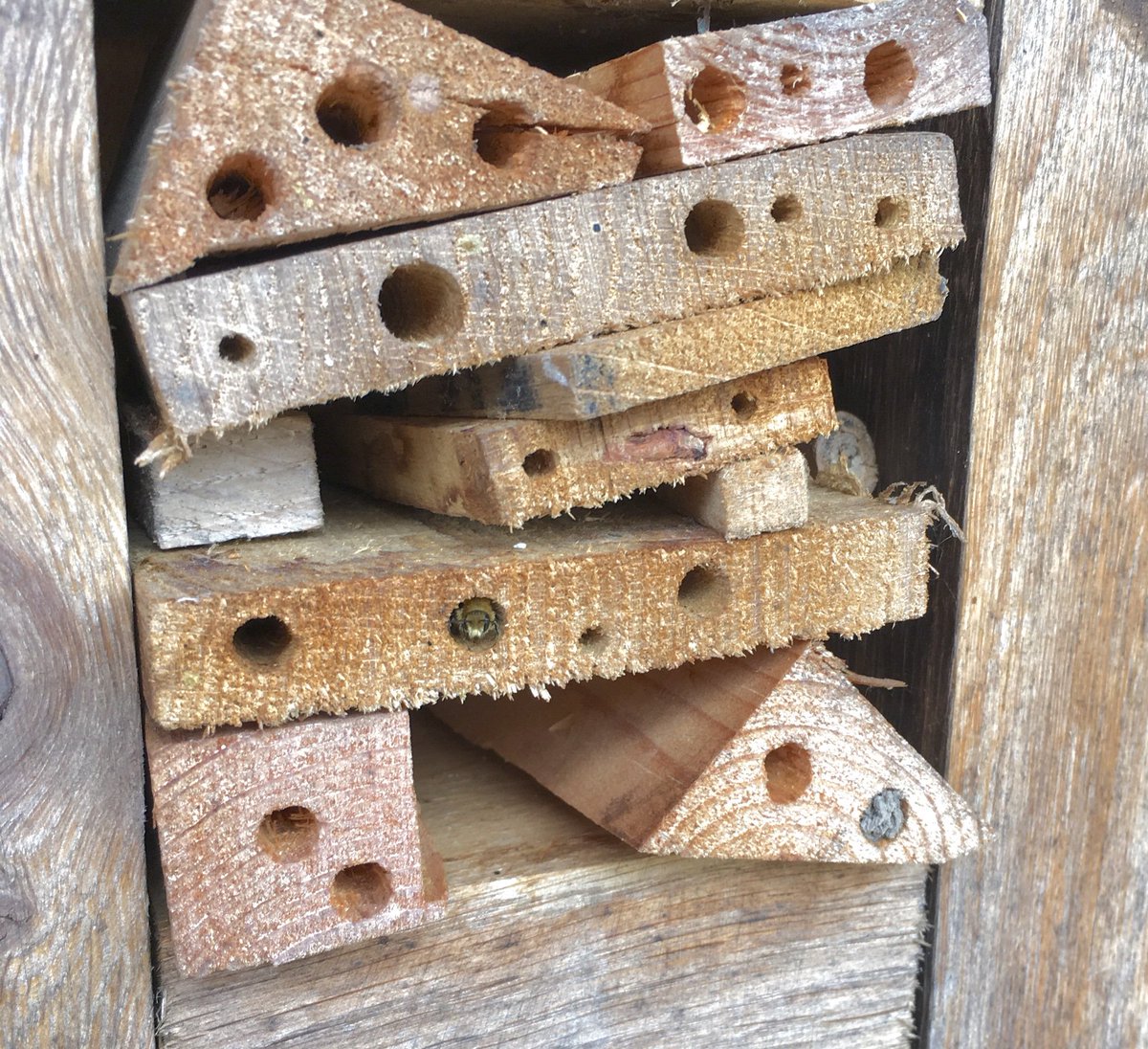 Use discount code henbee10 for 10% our Folksy shop check it out today and giv the bees a home 

folksy.com/shops/HenBeeGa…

@folksy #Folksy #discount #sale #giftideas #gifts #wildlife #bees #beehotel #shoppershour #shopindie #handmade #Upcycledhour